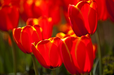 Close-up Of Red Tulips Blooming In Field