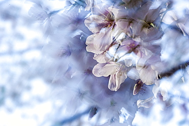 Cherry Blossom Blooming In Spring