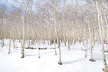 An Aspen Tree Colony On Vail Mountain