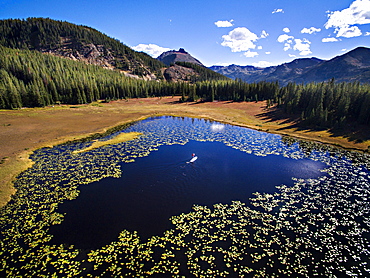 Aerial view of paddleboarder in the middle of lilly pads on an alpine lake in Colorado (Drone)