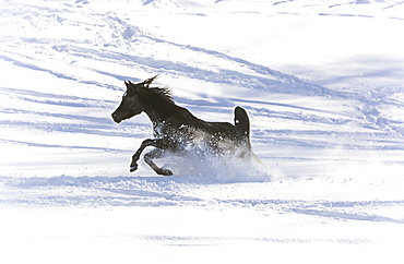 Silver Coloured Arabian horses in Somano, Italy