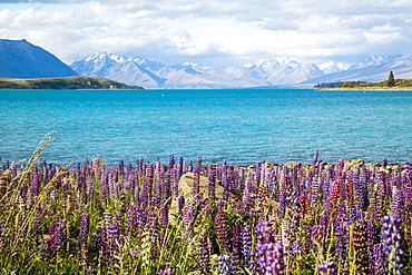 Lupins In Full Blossom Along The Shores Of Lake Pukaki, New Zealand