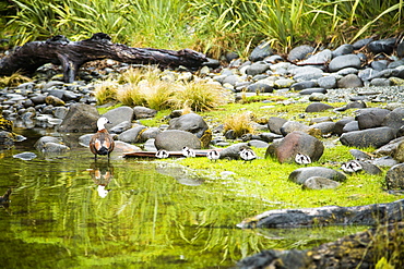 A Paradise Shelduck And Its Ducklings Move Along The Banks Of Milford Sound