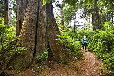 A Woman Walking By A Giant Cedar Tree While Hiking The Half Moon Bay Trail In Pacific Rim National Park