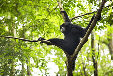 Sumatran Siamang In The Forest, Bukit Lawang, Sumatra, Indonesia