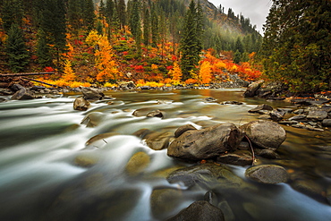 Fall Color Illuminates The Flowing Water Of Icicle Creek