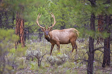 An Elk On The Southern Rim Of The Grand Canyon Grazing On Grassy Landscape