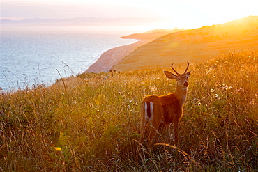 Magical Sunset At San Juan Island And A Wonderful Baby Deer