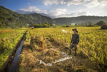 Rice Field Worker In West Sumatra, Indonesia