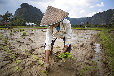 A Female Rice Field Worker Planting Rice, Harau Valley, Indonesia