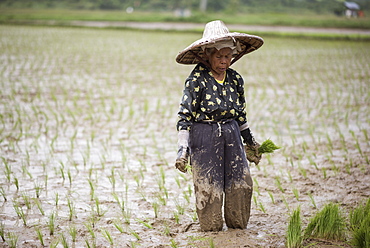 A Woman Working In A Rice Field At The Harau Valley, Sumatra, Indonesia