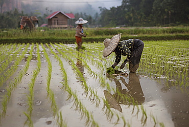 Female Workers Working In A Rice Field At The Harau Valley, Sumatra, Indonesia