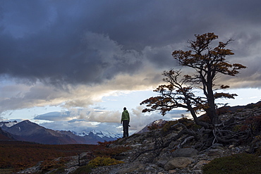 Male photographer, holding a camera in his right hand, looking contemplatively into distance in a pristine and wild landscape. He's looking towards a mountain range with storm clouds above his head. On his right, closer to the camera, there is a lenga beech tree.