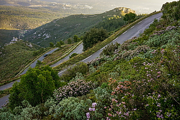 view of a sinuous scenic road in the garrigue at sunrise with flowers in the foreground in winter in the South of France