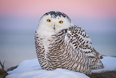 A snowy owl after sunset with the Belt of Venus in the background.