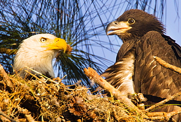 HOLIDAY, FL - MARCH 20, 2017: An adult and it's fledgling bald eagle Haliaeetus leucocephalus, yet to take flight, occupy the nest near the Gulf of Mexico in Holiday, FL