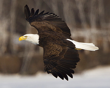 A bald eagle soars above the ice of a central Maine lake.