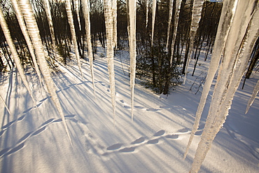 Huge icicles hang from the eaves of a house in foreground, with snowshoe tracks and sunbeams delineate the snow in a Maine forest.