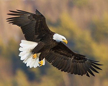 An American bald eagle Haliaeetus leucocephalus readies to land on the ice of a frozen Central Maine lake.