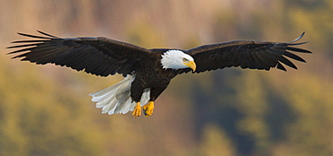 An American bald eagle Haliaeetus leucocephalus readies to land on a frozen central Maine lake in January