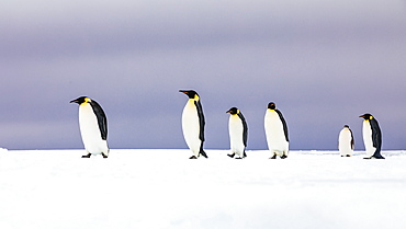 Emperor Penguins on an iceberg, Bay of Whales, Ross Sea, Antarctica
