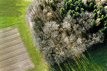 aerial view of trees in Springtime, without leaves, forming a kind of island in the middle of agriculture fields, a mix of green and grey-brownish colors, in a location close to Matran, Fribourg Canton, Switzerland