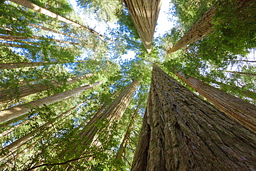 Looking up at the Redwood trees in jedediah smith redwoods state park.