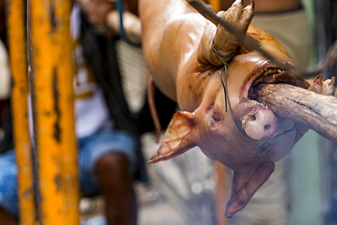 A full pig roasts on a stick on the streets of Havana, Cuba