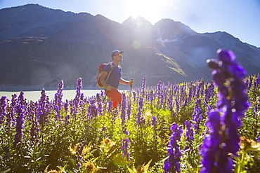 A Male hiker in sunny flower field in the Swiss Alps. Halfway the Haute Route, a classic multi day trekking in Europe.