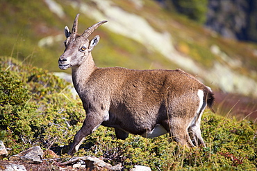 A young Ibex (bouquetin) in the Aiguilles Rouges, a natural park above Chamonix.