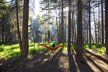 A hiker enjoys sitting in a hammock strung up in a set of pine trees.