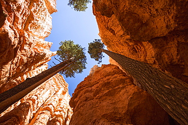 Douglas Fir trees stand tall in the Wall Street section of the Navajo Loop trail in Bryce Canyon National Park.