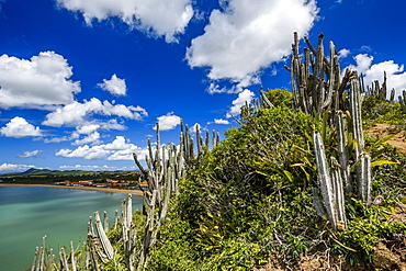 Cactus in restinga vegetation, Amacao de Buzios, Rio de Janeiro, Brazil