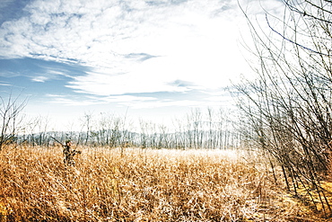 Hunter in hunt for pheasants, waiting in the high grass.