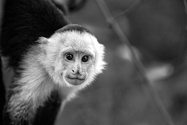 A Capuchin Monkey in Manuel Antonio National Park, Costa Rica