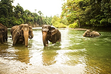 A family of Sumatran elephants bathe in a river in north Sumatra, Indonesia. Many of these elephants were rescued from being labor animals, but are still kept in less than ideal conditions.