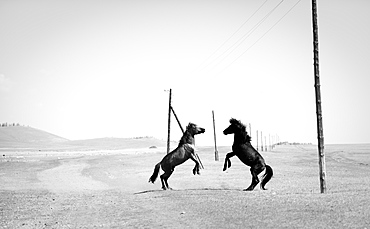 Two wild horses on steppe rearing up, Murun, Khuvsgul, Mongolia