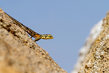 Photograph of Namib rock agama (Agama planiceps) on rock, Spitzkoppe, Erongo region, Namibia