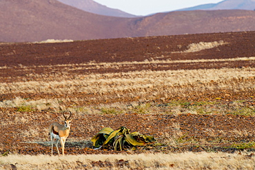 Nature photograph with springbok (Antidorcas marsupialis) next to Welwitschia mirabilis plant, Brandberg, Damaraland, Namibia