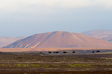 Flock of ostriches (Struthio camelus) and hill in background, Brandberg, Damaraland, Namibia