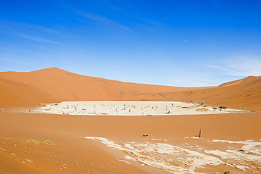 Beautiful scenery with dead trees in desert, Deadvlei, Sossusvlei, Namib Naukluft National Park, Namib Desert, Namibia