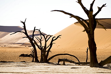 Beautiful scenery with dead trees in desert, Deadvlei, Sossusvlei, Namib Naukluft National Park, Namib Desert, Namibia