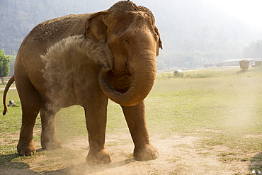 Front view of elephant throwing dust, Chiang Mai, Thailand