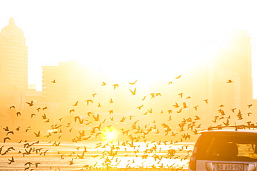 Flock of birds taking flight off Wilson's Wharf in Port of Durban with skyline of Durban, South Africa