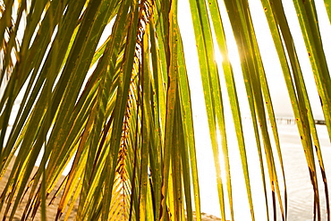 Sunset behind palm frond, West End, Roatan, Honduras