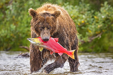 Front view of Alaska Peninsula brown bear (Ursus arctos horribilis) with freshly caught sockeye salmon (Oncorhynchus nerka), Katmai National Park and Preserve, Alaska, USA