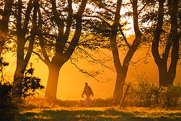 Lone man walking in natural scenery with trees at sunset along Parsons Beach Road, Kennebunk, Maine, USA