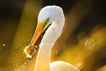 Great egret (Ardea alba) feeding on fish, Kennebunk, Maine, USA