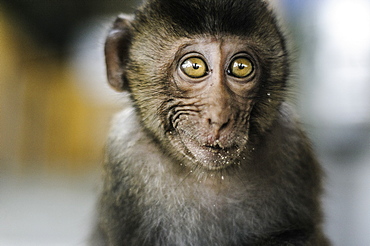 Beautiful nature photograph with headshot of monkey, Monkey Island, Ha Long Bay, Vietnam