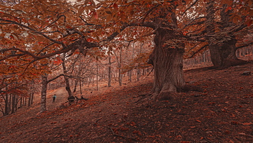 Scenic view of forest in autumn, Castanar de El Tiemblo, Avila, Castilla and Leon, Spain